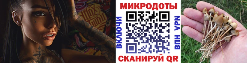 Псилоцибиновые грибы прущие грибы  где продают наркотики  Выборг 